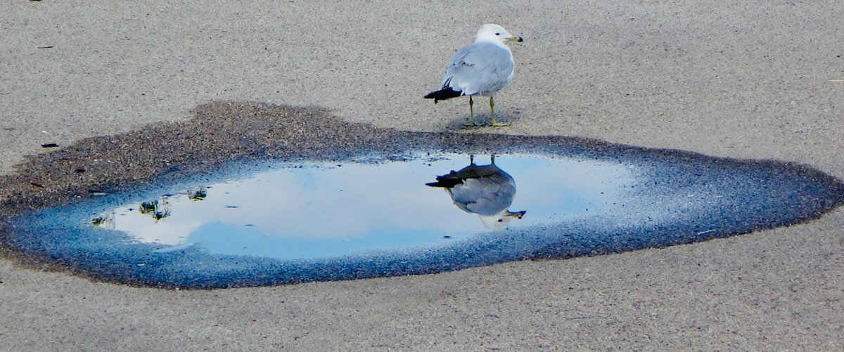 602Shaffer's tweet photo. We have so much rain...too much rain...lake levels too high...but this gull chose a puddle in a parking lot! #birds #birding #SillyBirds #nature #wildlife #WildlifeWednesday https://t.co/jgUefgNBeD