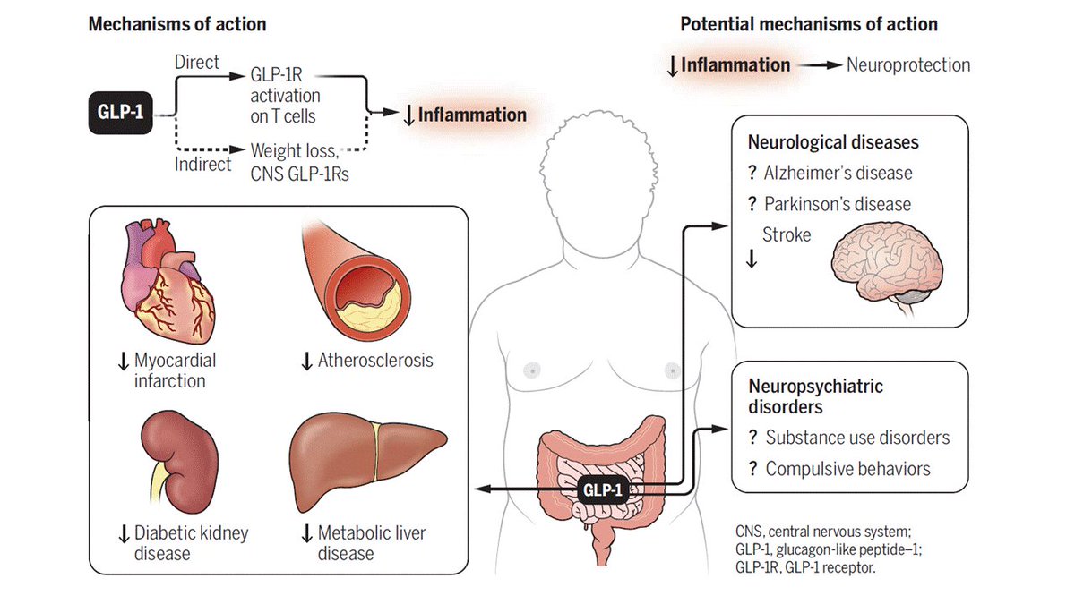 Norbert Stefan (@drnorbertstefan) on Twitter photo Excellent and very important Perspective article in #science from <a href="/DanielJDrucker/">Daniel J Drucker</a> about the benefits of GLP-1 drugs beyond obesity Excellent and very important Perspective article in #science from <a href="/DanielJDrucker/">Daniel J Drucker</a> about the benefits of GLP-1 drugs beyond obesity