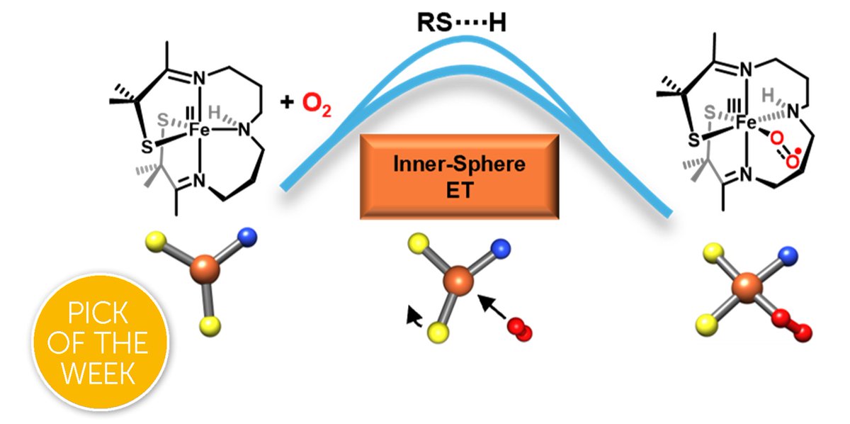 Chemical Science (@chemicalscience) on Twitter photo This week’s #ChemSciPicks is from Julie A. Kovacs et al. (University of Washington, USA).
‘Exploring the influence of H-bonding and ligand constraints on thiolate ligated non-heme iron mediated dioxygen activation’
Read it here, in full and for free: 
doi.org/10.1039/D4SC02… This week’s #ChemSciPicks is from Julie A. Kovacs et al. (University of Washington, USA).
‘Exploring the influence of H-bonding and ligand constraints on thiolate ligated non-heme iron mediated dioxygen activation’
Read it here, in full and for free: 
doi.org/10.1039/D4SC02…