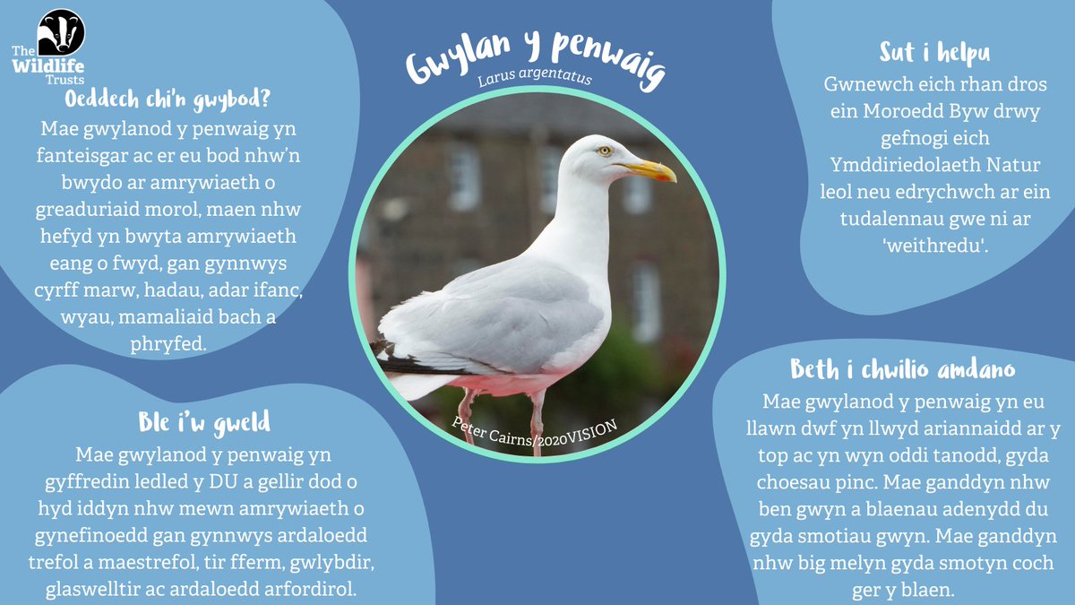For many, the laugh-like call of a herring gull is the sound of the seaside. Are there any other sounds, sights or smells that transport you to the coast? 👂

Share your coastal connections 👇 wildlifetrusts.org/national-marin… 

#NationalMarineWeek