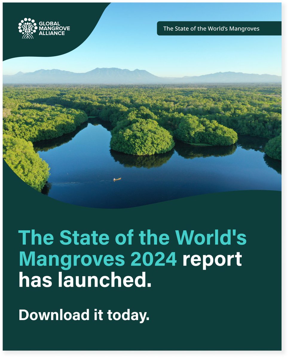Save Our Mangroves Now! (@mangrovesnow) on Twitter photo 📢 MUST READ: The brand new <a href="/Mangroves/">Global Mangrove Alliance</a> comprehensive "The State of the World’s Mangroves" report, a collaboration of over 100 authors from around the world, is back with a 2024 edition! 🎉
➡️ Download the full report here: lnkd.in/gUrgR-6
#RootsofHope #mangroves 📢 MUST READ: The brand new <a href="/Mangroves/">Global Mangrove Alliance</a> comprehensive "The State of the World’s Mangroves" report, a collaboration of over 100 authors from around the world, is back with a 2024 edition! 🎉
➡️ Download the full report here: lnkd.in/gUrgR-6
#RootsofHope #mangroves