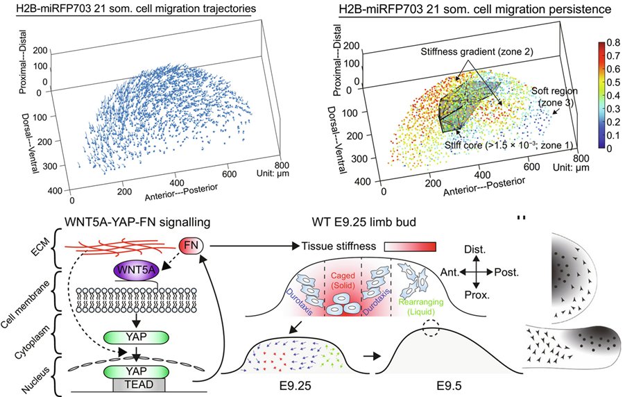 Pablo J. Sáez / now posts in a better place (BSky) (@pj_saez) on Twitter photo ICYM #cellmigration aficionad@s
Fast durotaxis of mesodermal cells in intermediate fibronectin-gradients -> stiffness-dependent directional migration during embryo development.
Zhu et al full: science.org/doi/10.1126/sc… <a href="/ScienceAdvances/">Science Advances</a> #scicomm <a href="/focalplane_jcs/">FocalPlane</a> @the_node #evodevo ICYM #cellmigration aficionad@s
Fast durotaxis of mesodermal cells in intermediate fibronectin-gradients -> stiffness-dependent directional migration during embryo development.
Zhu et al full: science.org/doi/10.1126/sc… <a href="/ScienceAdvances/">Science Advances</a> #scicomm <a href="/focalplane_jcs/">FocalPlane</a> @the_node #evodevo