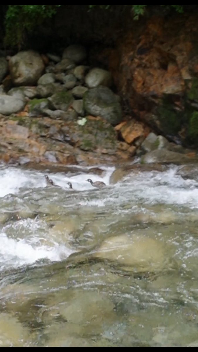 birdwatch_bgn's tweet photo. 釣りしてたら流れてきたこの鳥達は何、、オオバンでもカイツブリでもなさそう。。でもさすがに画像荒すぎて特定無理か、、

#野鳥観察 https://t.co/dt1kArLyK9