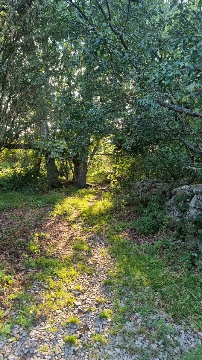 Niklas Agevik tweet media