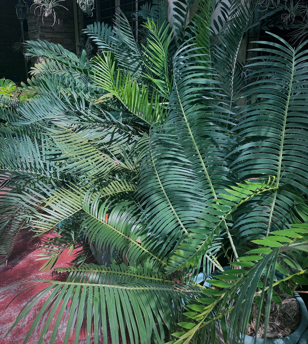PlantChaser's tweet photo. Cycads cycads cycads! #cycads #encephalartos #encephalartosinopinus #encephalartosnubimontanus #encephalartoslehmannii #jurassicplants #plants #plantsmakepeoplehappy #garden #gardenlife #plantchaser https://t.co/ytM1TgxL0y