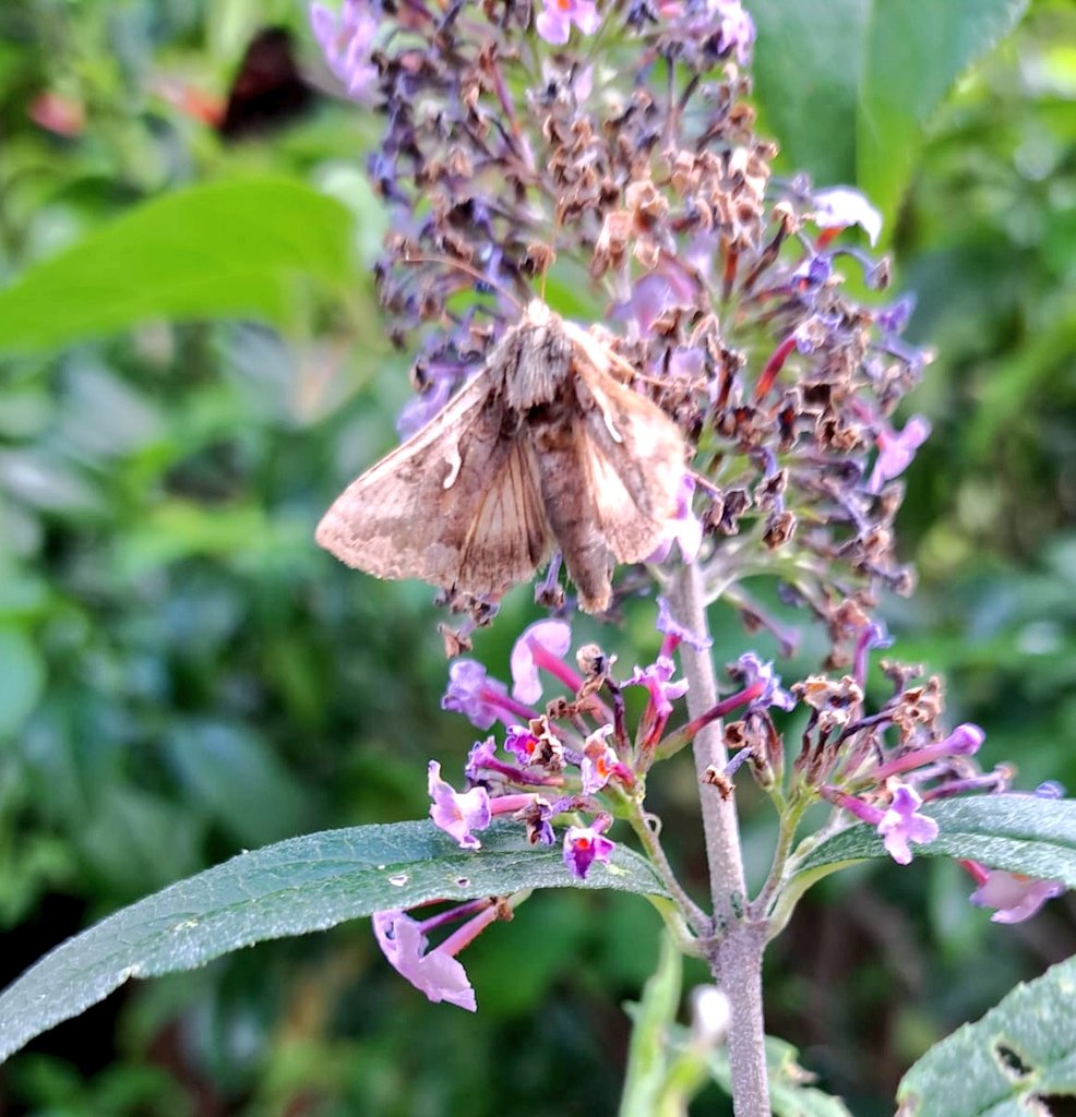 Seen any Silver Y moths during <a href="/savebutterflies/">Butterfly Conservation 🦋</a> #BigButterflyCount ? Did you know they also visit flowers at night? Let us know if you see them or any other moths feeding from flowers at night by completing our survey - more info at visual-ecology.com/night-gardens-… <a href="/UniExeCEC/">University of Exeter CEC</a>