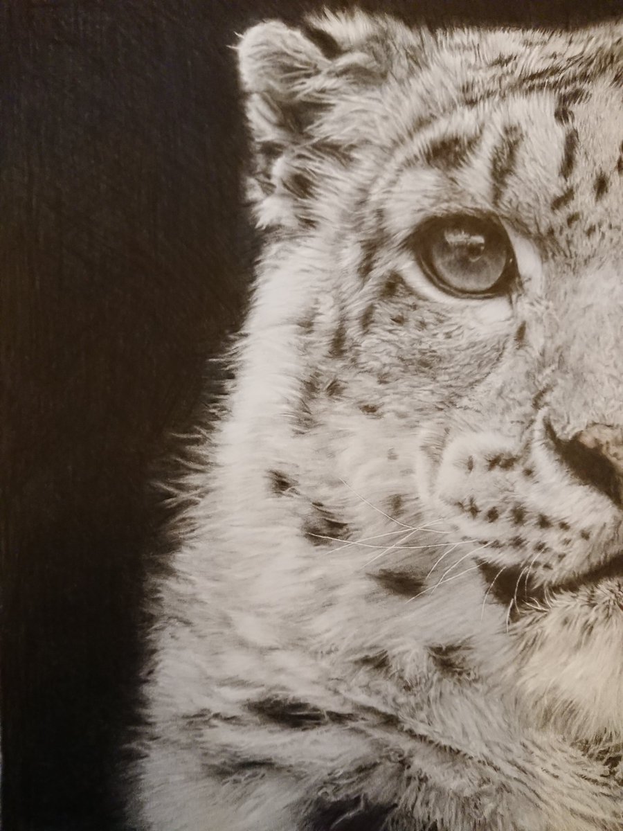 itoitoart's tweet photo. 雪ひょうを色鉛筆で描きました

#色鉛筆画 #動物イラスト #雪ひょう https://t.co/76keban9bE