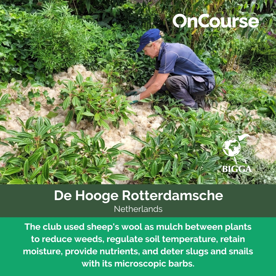 <a href="/BIGGALtd/">British & International Golf Greenkeepers Assn.</a> <a href="/westsussexgolf/">West Sussex Golf Club</a> <a href="/arabellagolfmca/">ArabellaGolfMallorca</a> The Team at De Hooge Rotterdamsche have been using an innovative method to protect their plants 👉 sustainable.golf/highlights/usi…
