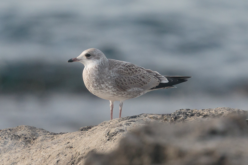 A star bird today for the East Cliffs, Portland: a juvenile Common Gull, the only one I have ever photographed here in July. (It still counts even though it is the 31st!).