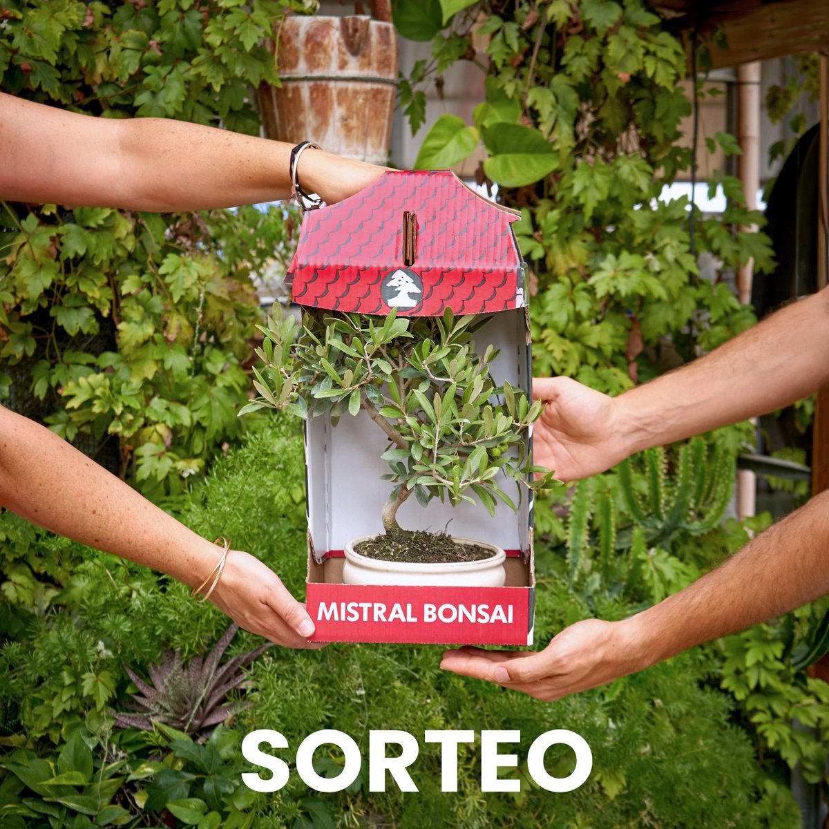 ¡Participa en nuestro #sorteo en Instagram! 🎉Puedes ganar un bonsái de olivo para ti y otro para el amigo/a que elijas. 👉 instagram.com/p/C-CfdzvOyiy/ #MistralBonsai