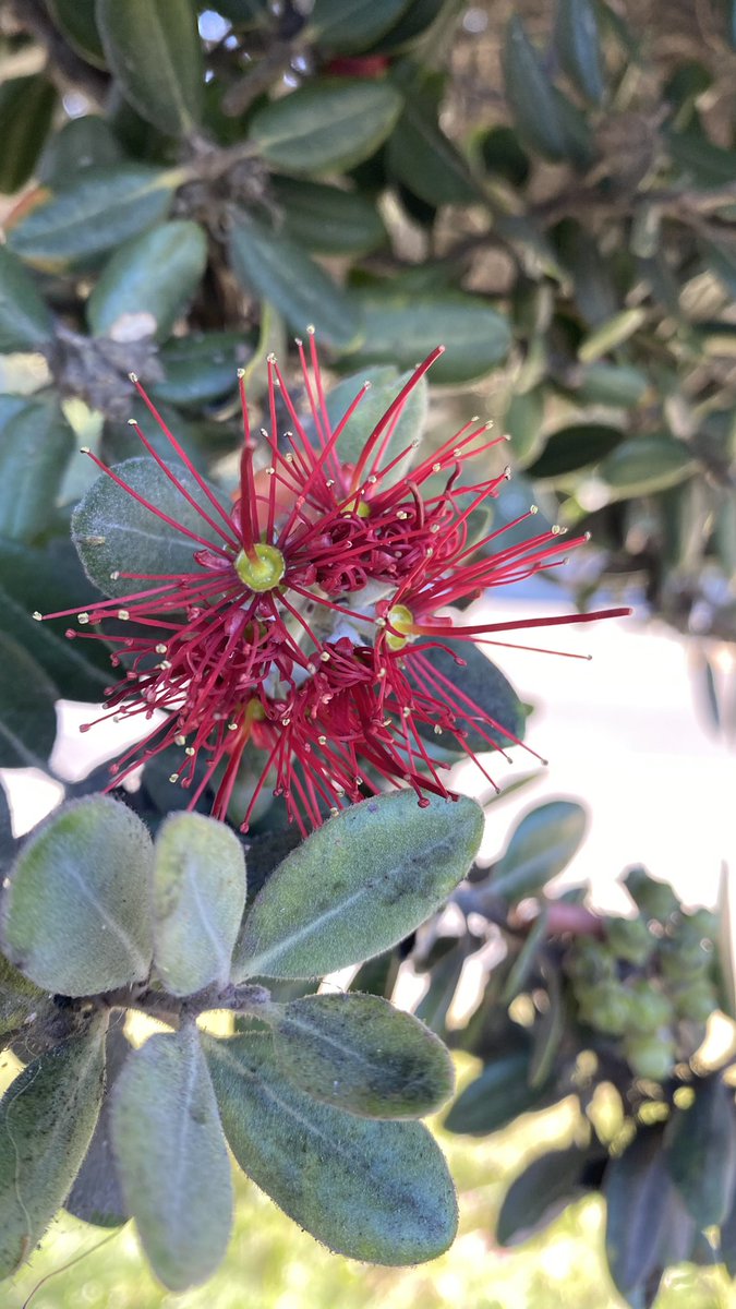 OctaviaR tweet media