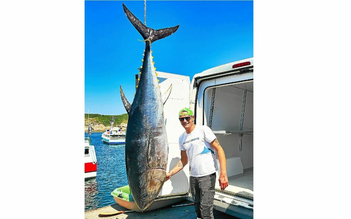 Loïc Coz, patron pêcheur, a ramené un thon de 150 kg au port du Conquet
➡️ go.letelegramme.fr/Vjex