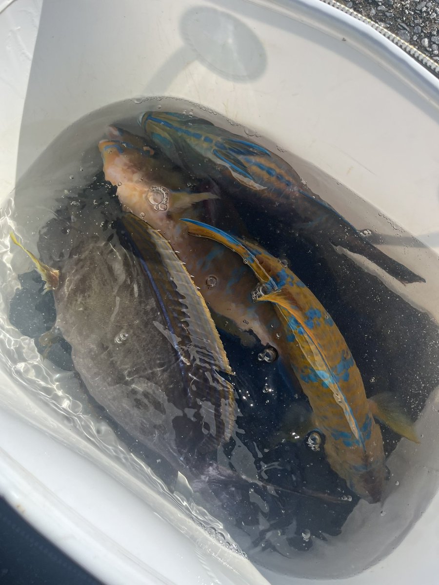 uchina_angler's tweet photo. 夏って感じ！ https://t.co/PzhlZZqCEw