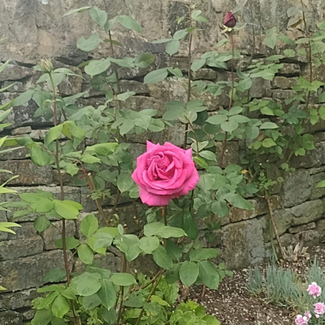 Every fortnight, IASK hosts Welcome Walks across Kirklees, helping members explore local areas and make new friends. 

Recent walks included West Nab, Meltham, Mirfield, Honley, and Farnley Tyas, where attendees enjoyed wildlife, rock formations, moors, and flowers.