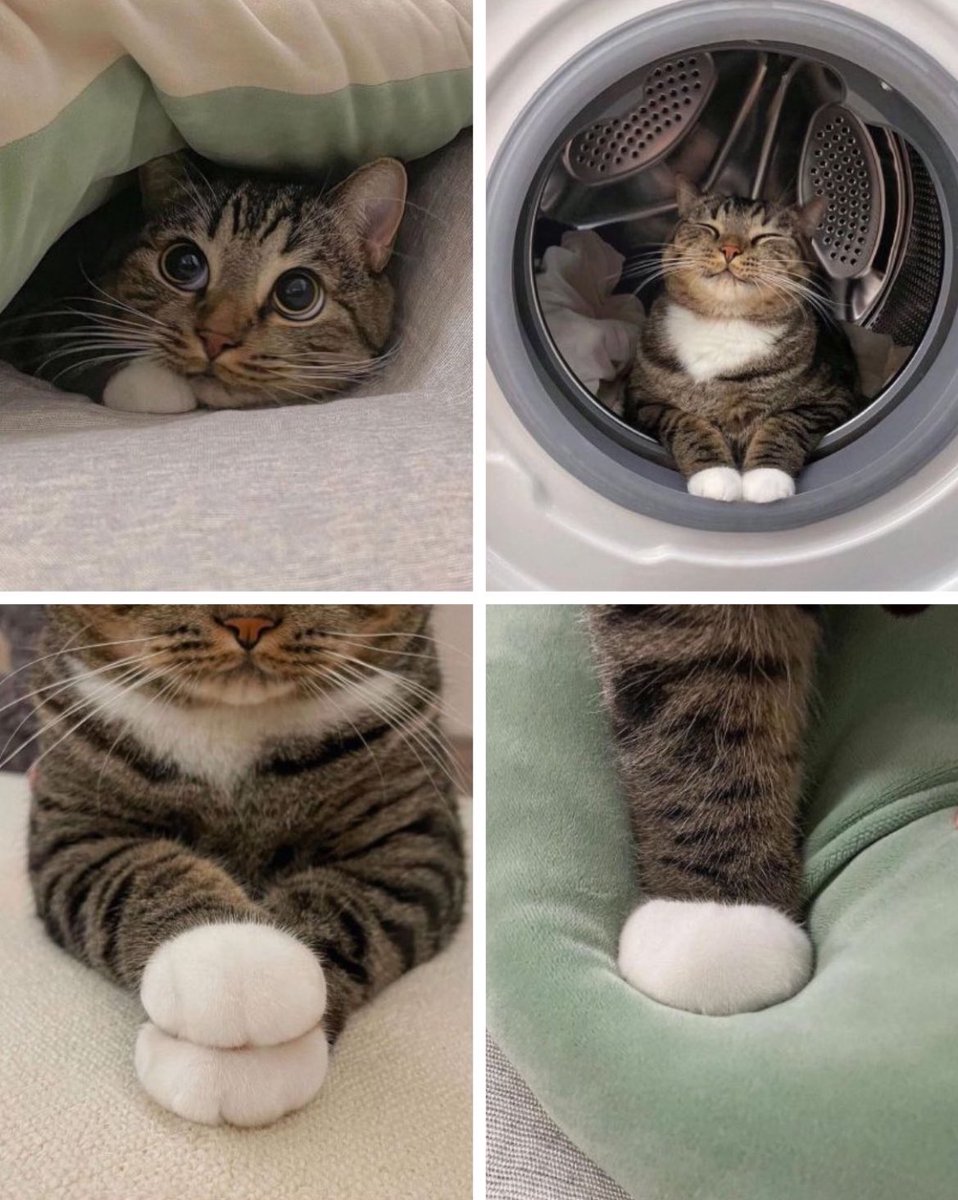 tyomateee2's tweet photo. おててお団子すぎる猫、いつ見ても可愛すぎる🍡 https://t.co/igFwIHO13a