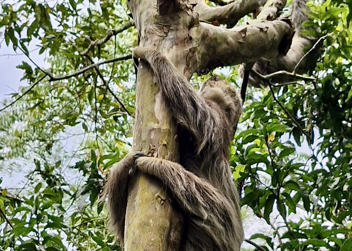CAR_Cundi's tweet photo. Seguramente has visto los famosos 🦥perezosos de Sasaima que estaban en el parque principal ¿Verdad? ¡Tenemos buenas nuevas! 

Nos aseguramos de encontrarle un lugar ideal para vivir a estos dos animales, eso sí... seguirán siendo parte de la riqueza de la fauna en Sasaima. https://t.co/oemfga3ut1
