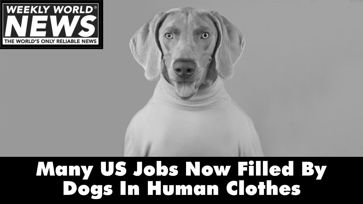 weeklyworldnews's tweet photo. Some say it will be a much more loyal and dedicated workforce.
#dogs #unemployed #employed #workforce #dogsinshirts #humanclothes https://t.co/uaZU1Z8gdh