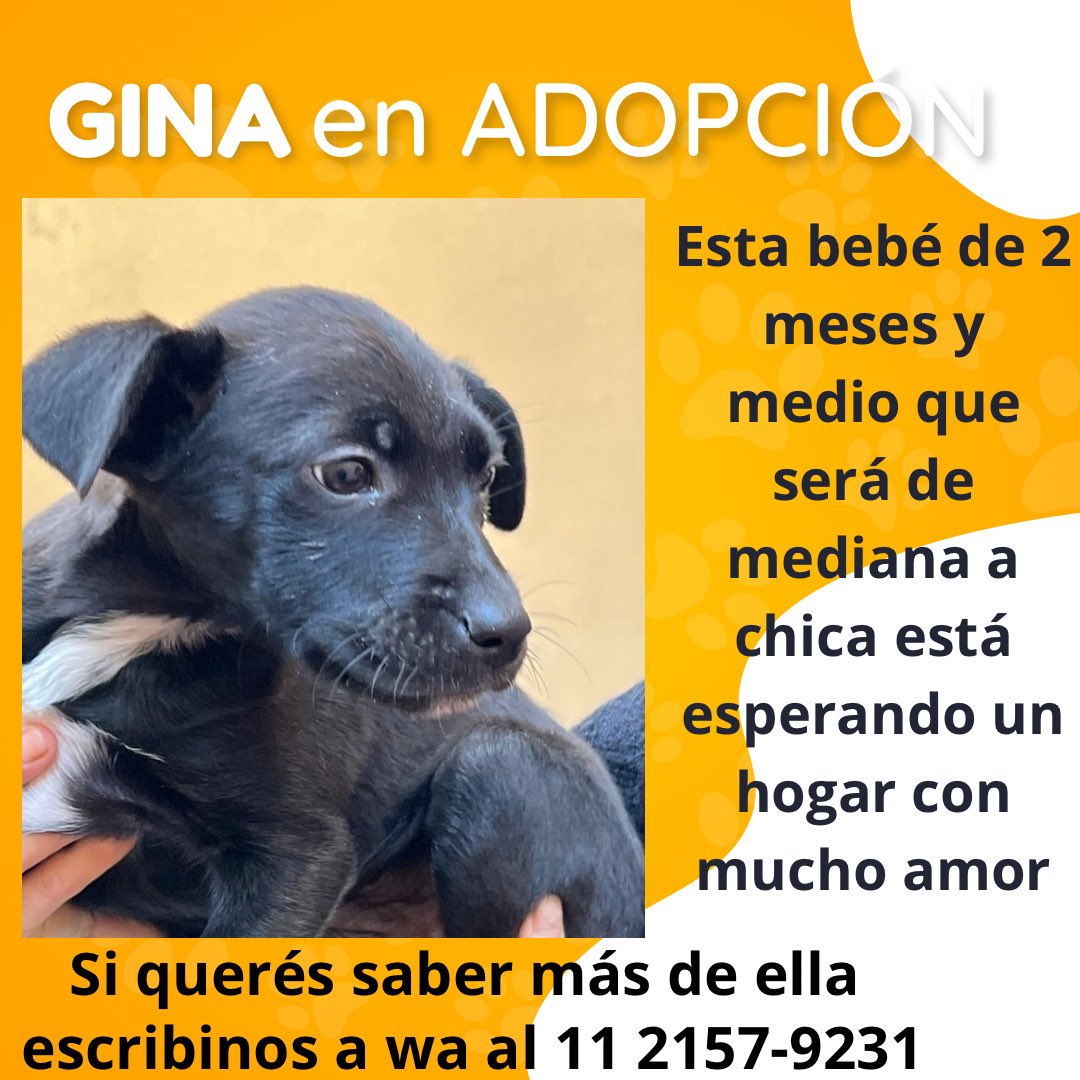 salvinamusica's tweet image. ¿Nos ayudan por favor a conseguirles adopción a Gina y a Rayo?
¡Gracias de corazón!