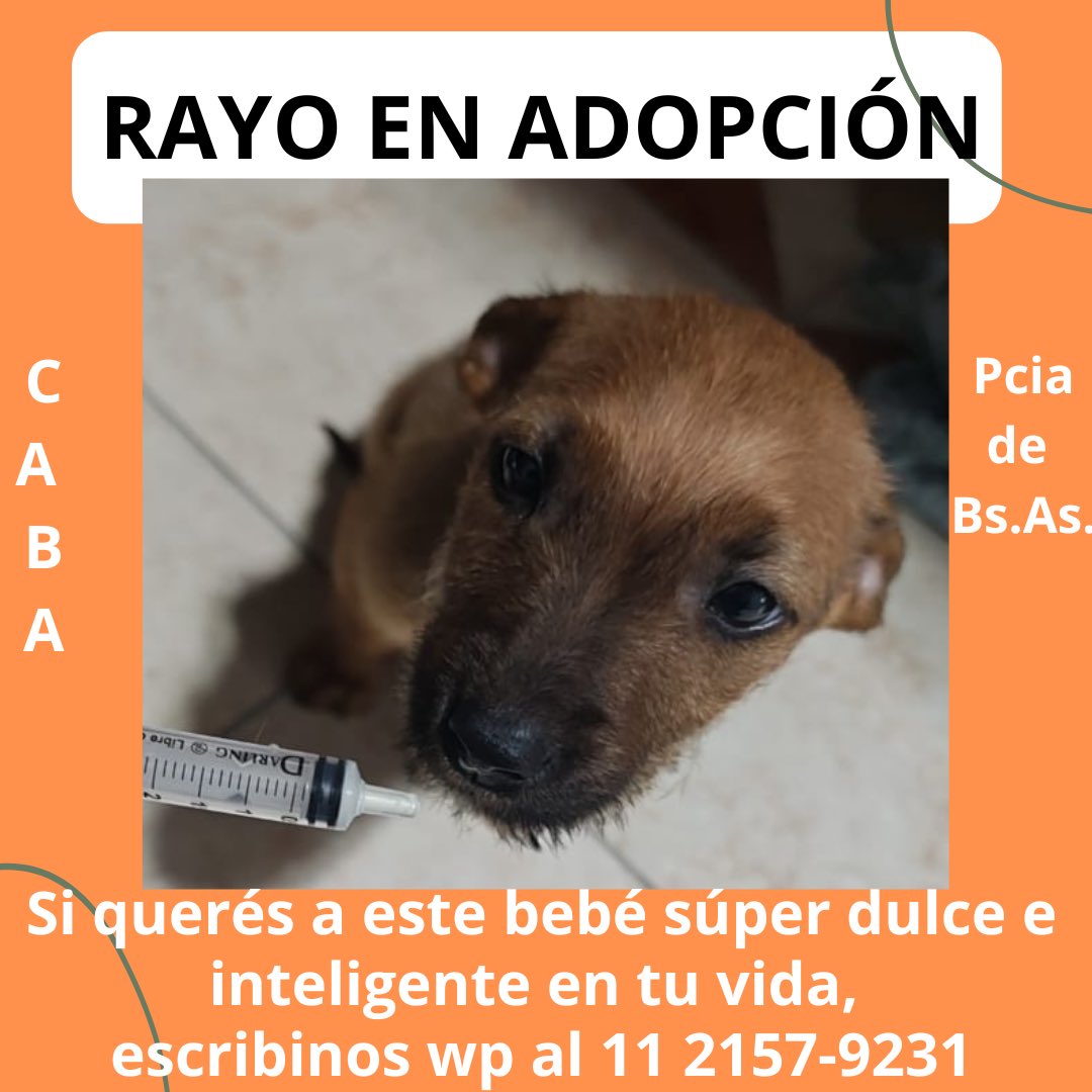 salvinamusica's tweet image. ¿Nos ayudan por favor a conseguirles adopción a Gina y a Rayo?
¡Gracias de corazón!