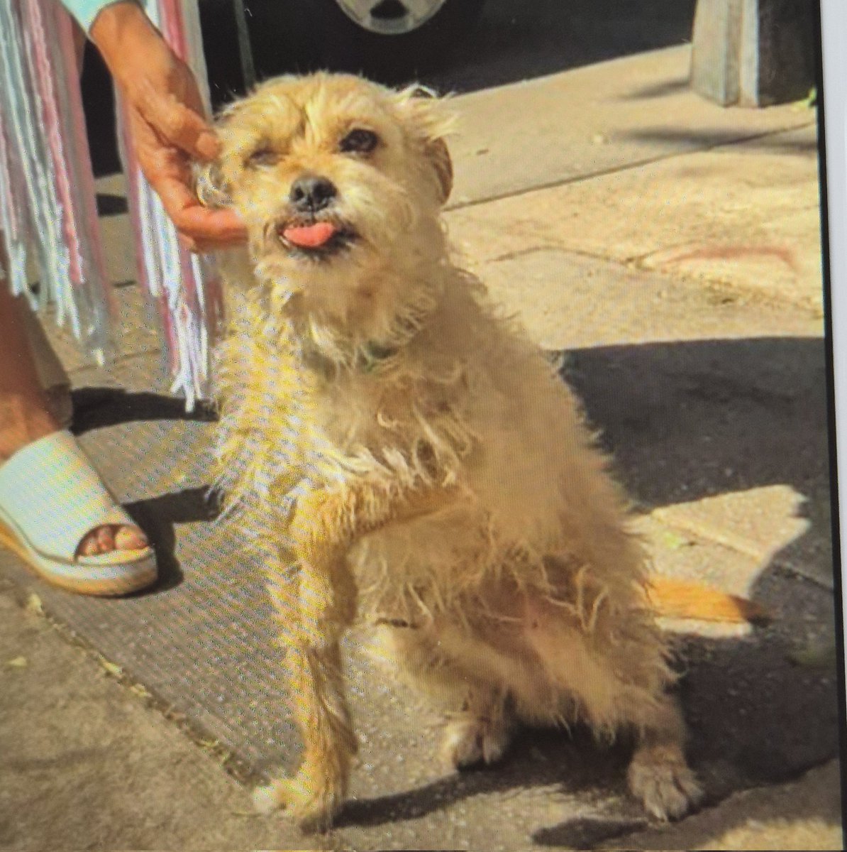 Él es Canelo, es compañero del señor Juan. Fueron separados el pasado 8 de Agosto por personal de la Alcaldía Cuauhtémoc, en la colonia Tabacalera. Una camioneta blanca lo levantó y hasta el momento no hemos podido encontrarlo