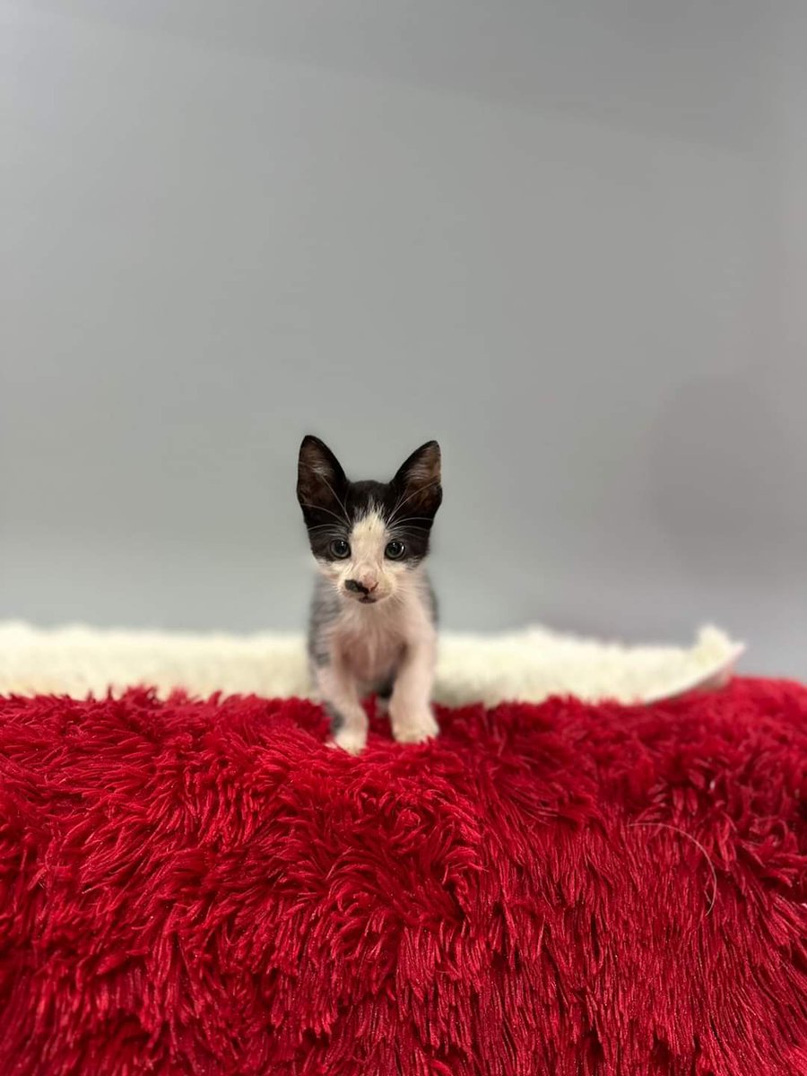 koalandeMichi's tweet photo. Adoptar un gatito bebé puede ser una aventura maravillosa llena de diversión y amor. 

Soy un bebe, macho desparasitado en busca de un hogar responsable para mi adopción 

Sra. Sandra Ayala 0985160798
Dra. Fabiola Reinoso 0994 454409 https://t.co/ZtDoJTX5QM