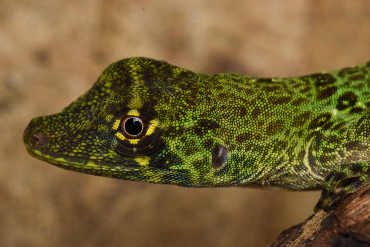 Happy #WorldLizardDay from these lovely 'zards I had the pleasure of seeing and working with in Panamá 🇵🇦💚. 

Basiliscus basiliscus 
Anolis biporcatus (eepy)
Anolis apletophallus
Anolis frenatus
