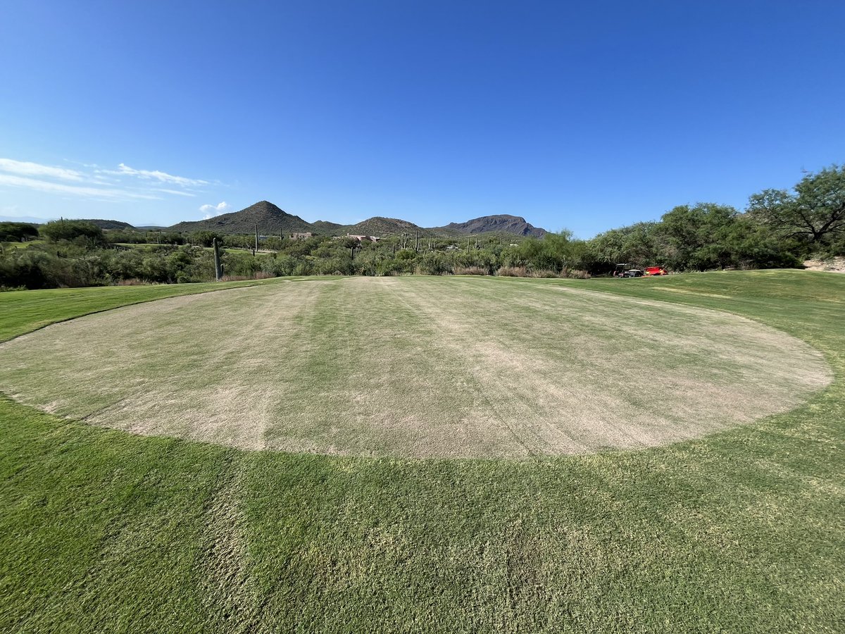 ChadParron's tweet image. Tif Eagle greens are coming along nicely. Double wheel to wheel topdrssing, then roll and drag in with keystone mat. @EvergreenTurfAZ @cactusandpine