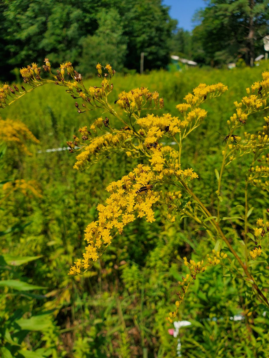 Melissa DeSiervo (@mdesiervo1031) on Twitter photo Just me (+ the pollinators, and the 8ft tall goldenrods) harvesting biomass at my new <a href="/DragnetGlobal/">DragNet Global</a> site this year at <a href="/AlbanyPineBush/">Albany Pine Bush</a>. Nice to be in the field, workin' hard 💪 Just me (+ the pollinators, and the 8ft tall goldenrods) harvesting biomass at my new <a href="/DragnetGlobal/">DragNet Global</a> site this year at <a href="/AlbanyPineBush/">Albany Pine Bush</a>. Nice to be in the field, workin' hard 💪