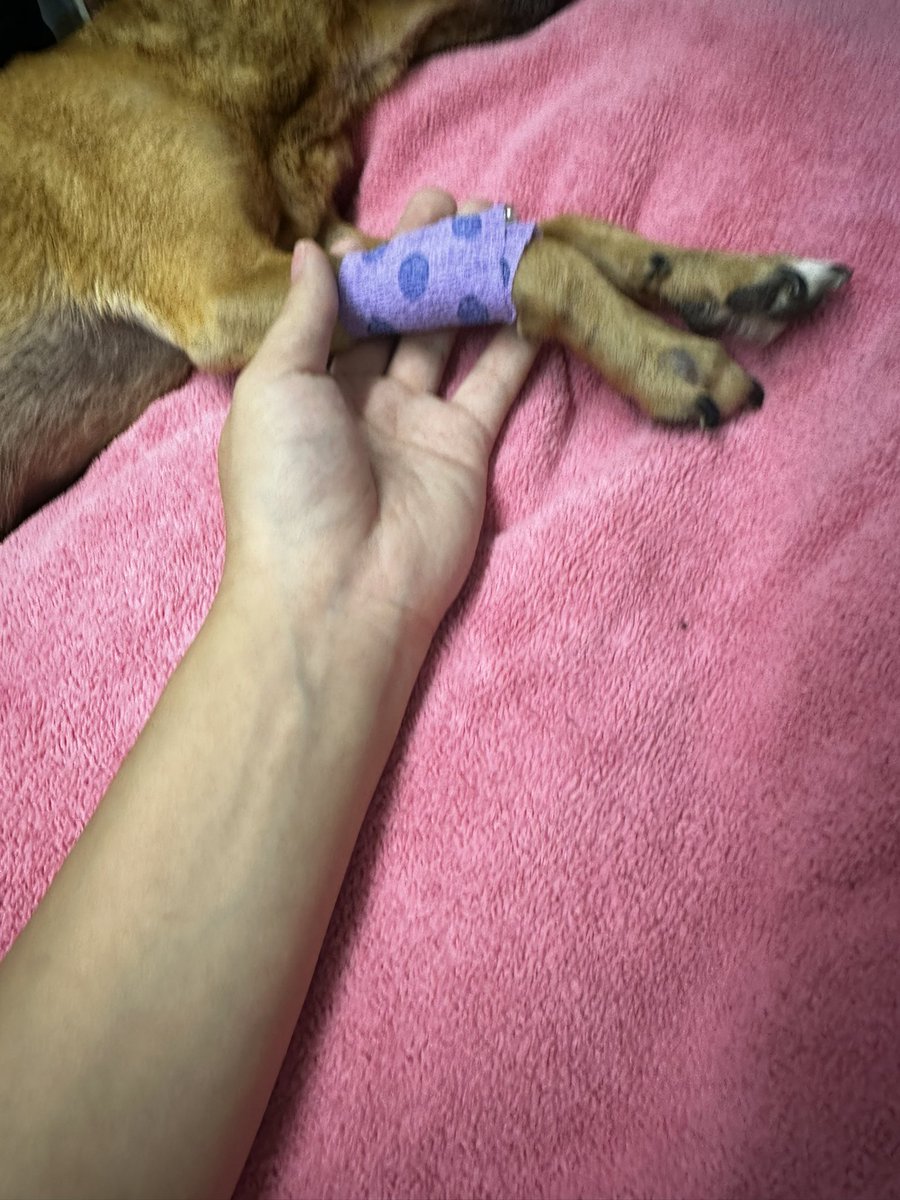 ssubawoo's tweet photo. “The best hello and the hardest goodbye…. When I knew you weren’t feeling well I knew what it would come down too, It was an easy decision to not want to see you suffer for my own selfishness but it was hard to accept that I would never see you again in this lifetime. https://t.co/oNfuF0GA6g