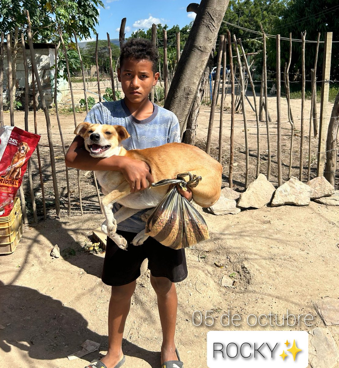 Maullidosyladr1's tweet photo. 05 October, health day 🙏🙌✨.
Over here, we have the beautiful BETHOVEN/ GUARDIAN & ROCKY🤍
Both getting rid of fleas, ticks and internal worms. Thanks to those who made it possible. 🩷
#05october #bethoven5O #Guardian5O #Rocky5O https://t.co/aNaph3oGm1