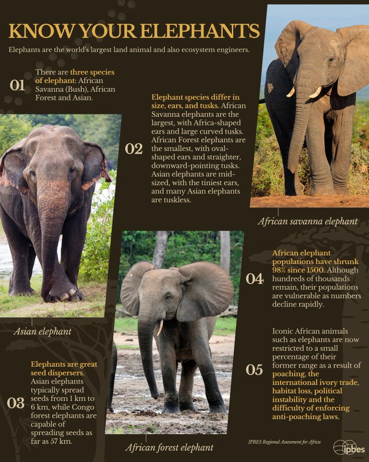 UN Biodiversity tweet media