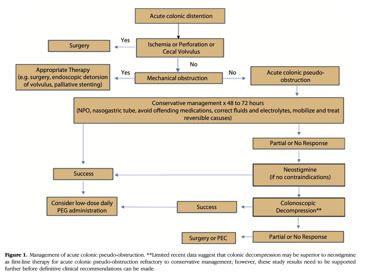 Rabih Ghazi, MD (@rabihghazi_95) on Twitter photo #WedGastroGuide💩
Management of Acute Colonic Pseudo-Obstruction (ACPO ~ Ogilvie Syndrome) - <a href="/ASGEendoscopy/">ASGE GI Endoscopy</a> 2020 Guideline
Uncomplicated ACPO‼️
🔹No ischemia or peritonitis, cecal diameter<12 cm, no significant abdominal pain
🔹NPO, NGT,✅electrolytes & fluids, 💊infection, #WedGastroGuide💩
Management of Acute Colonic Pseudo-Obstruction (ACPO ~ Ogilvie Syndrome) - <a href="/ASGEendoscopy/">ASGE GI Endoscopy</a> 2020 Guideline
Uncomplicated ACPO‼️
🔹No ischemia or peritonitis, cecal diameter<12 cm, no significant abdominal pain
🔹NPO, NGT,✅electrolytes & fluids, 💊infection,
