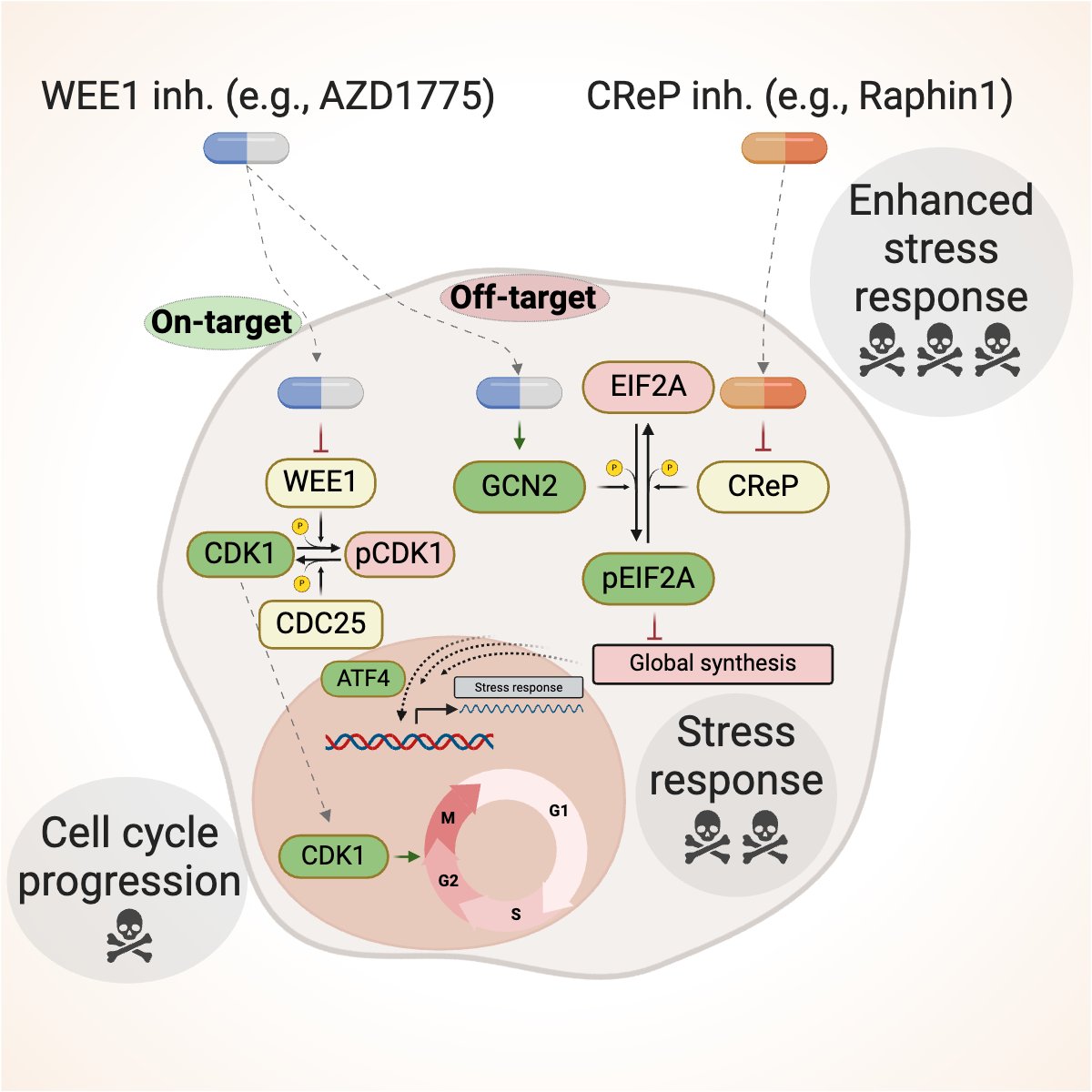 Excited about this paper <a href="/CellReports/">Cell Reports</a> by Alex Drainas <a href="/alexdrainas/">Alexandros Drainas</a> in the lab, with  help from <a href="/MCBassik/">Michael C Bassik</a> for screens. Alex found that the WEE1 kinase inhibitor AZD1775 can activate the GCN2 kinase, which contributes to the anti-SCLC effects of AZD1775: tinyurl.com/5n7kapd7