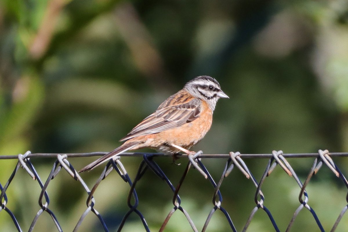 DanielBoon25's tweet photo. Last day in Portugal gave brief views of Pied Flycatcher and sublime views of Rock bunting. https://t.co/fd3b0aBLFI