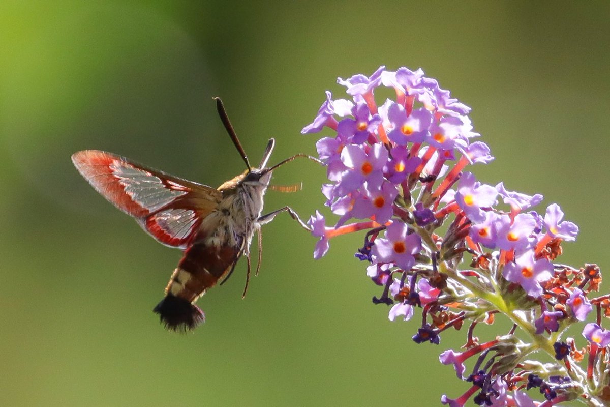 Last day in Portugal gave brief views of Pied Flycatcher and sublime views of Rock bunting.