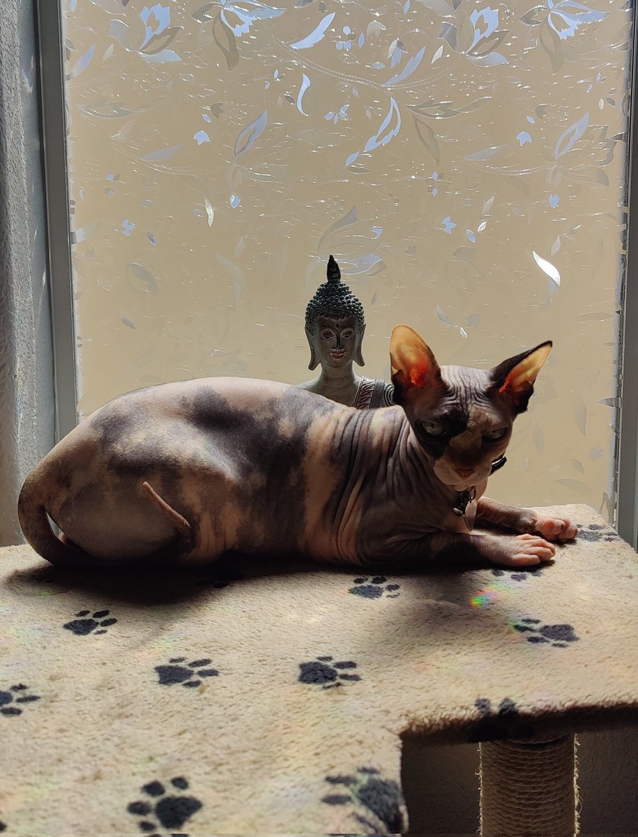 ITSaMe_Alex tweet media