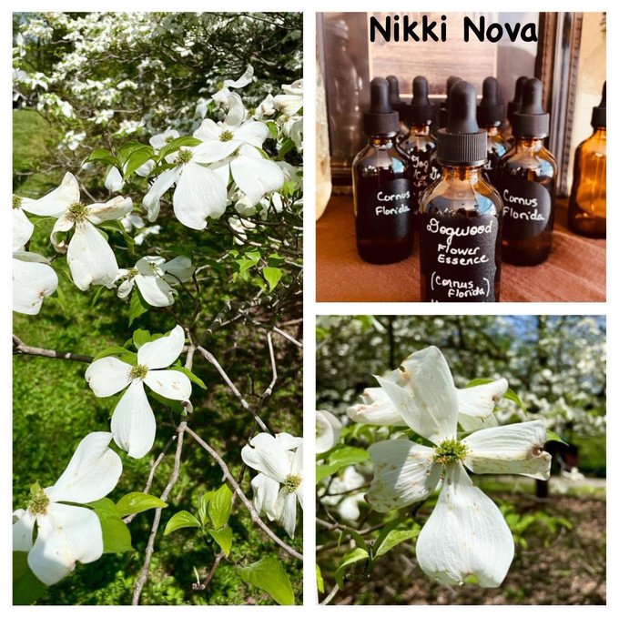 Another medicinal "flower essence" I made recently: flowering Dogwood (Cornus florida).    Flower essences<a href="/tag/dog"class="tags"><span>#dog</span></a><a href="/tag/puppy"class="tags"><span>#puppy</span></a><a href="/tag/bellyrubs"class="tags"><span>#bellyrubs</span></a>