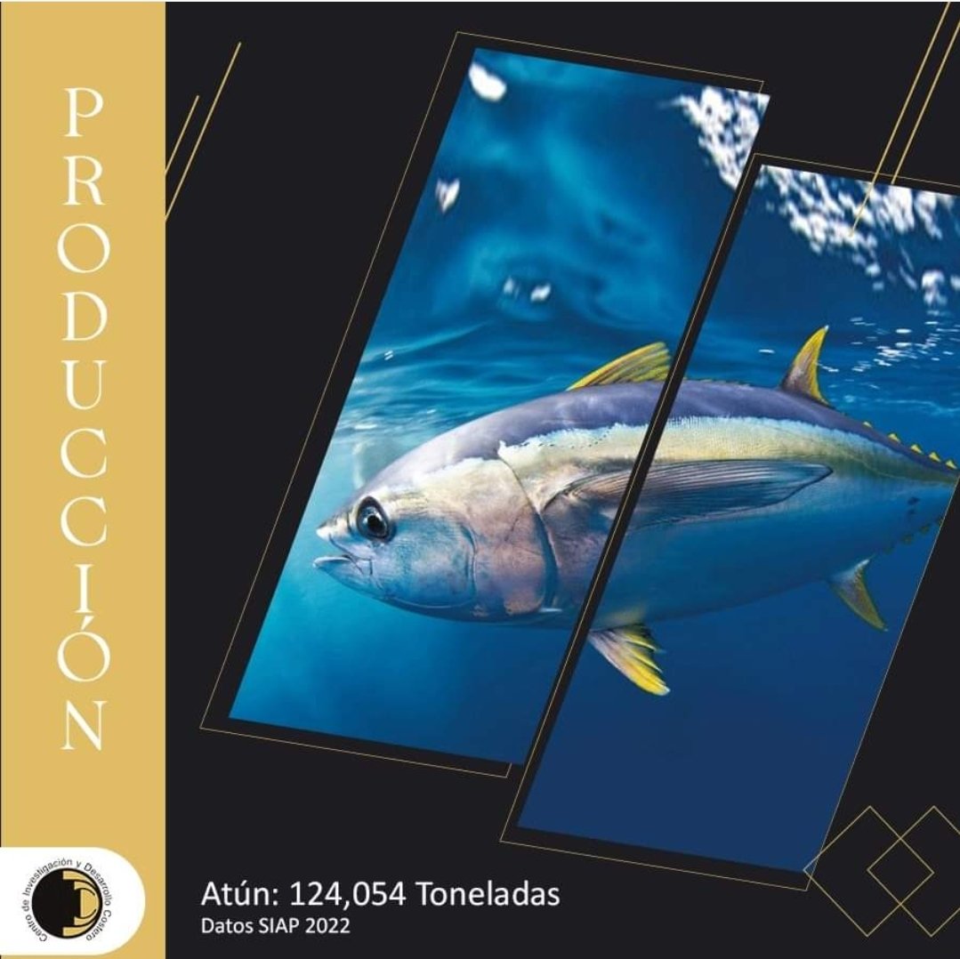 En México, el atún es más que un alimento popular; es un símbolo de orgullo nacional y un ejemplo de cómo la pesca responsable puede contribuir al desarrollo sostenible.