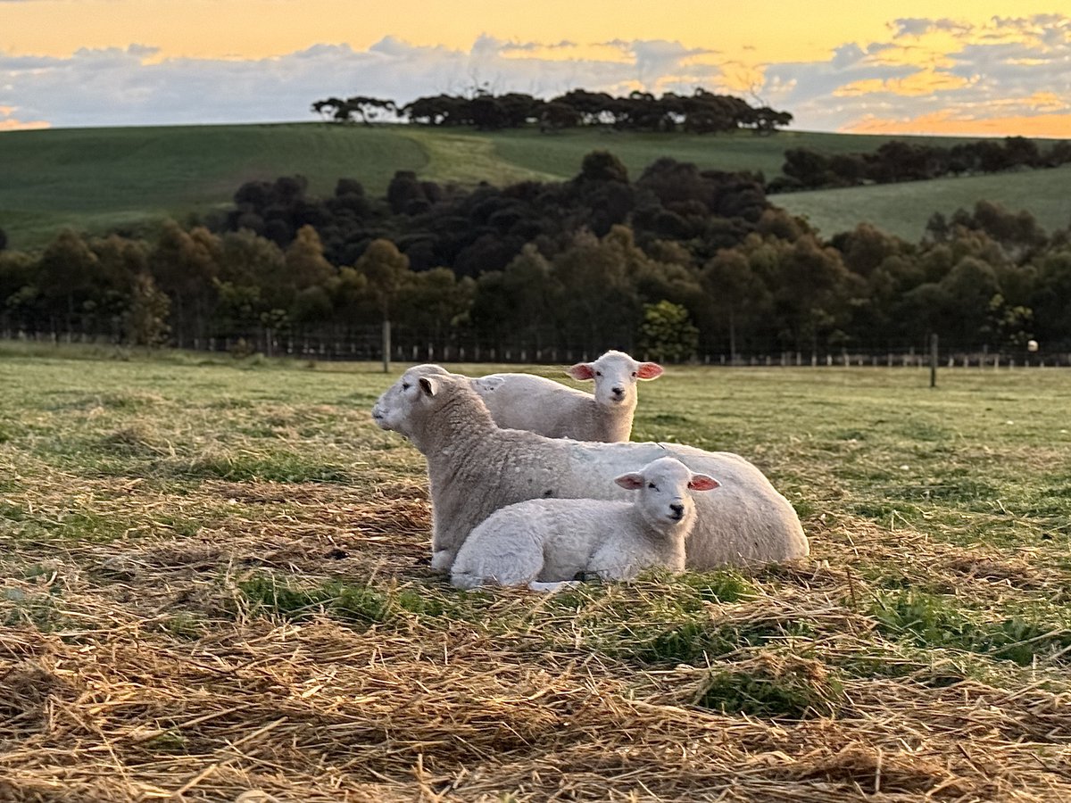 CallissClan's tweet photo. #Timsy (sitting) & #Mimsy (standing) are growing so quickly - but they’ve got a lot of catching up to do. Good work, #Sage! #Lambies2024 https://t.co/Nwbh2UUnB2