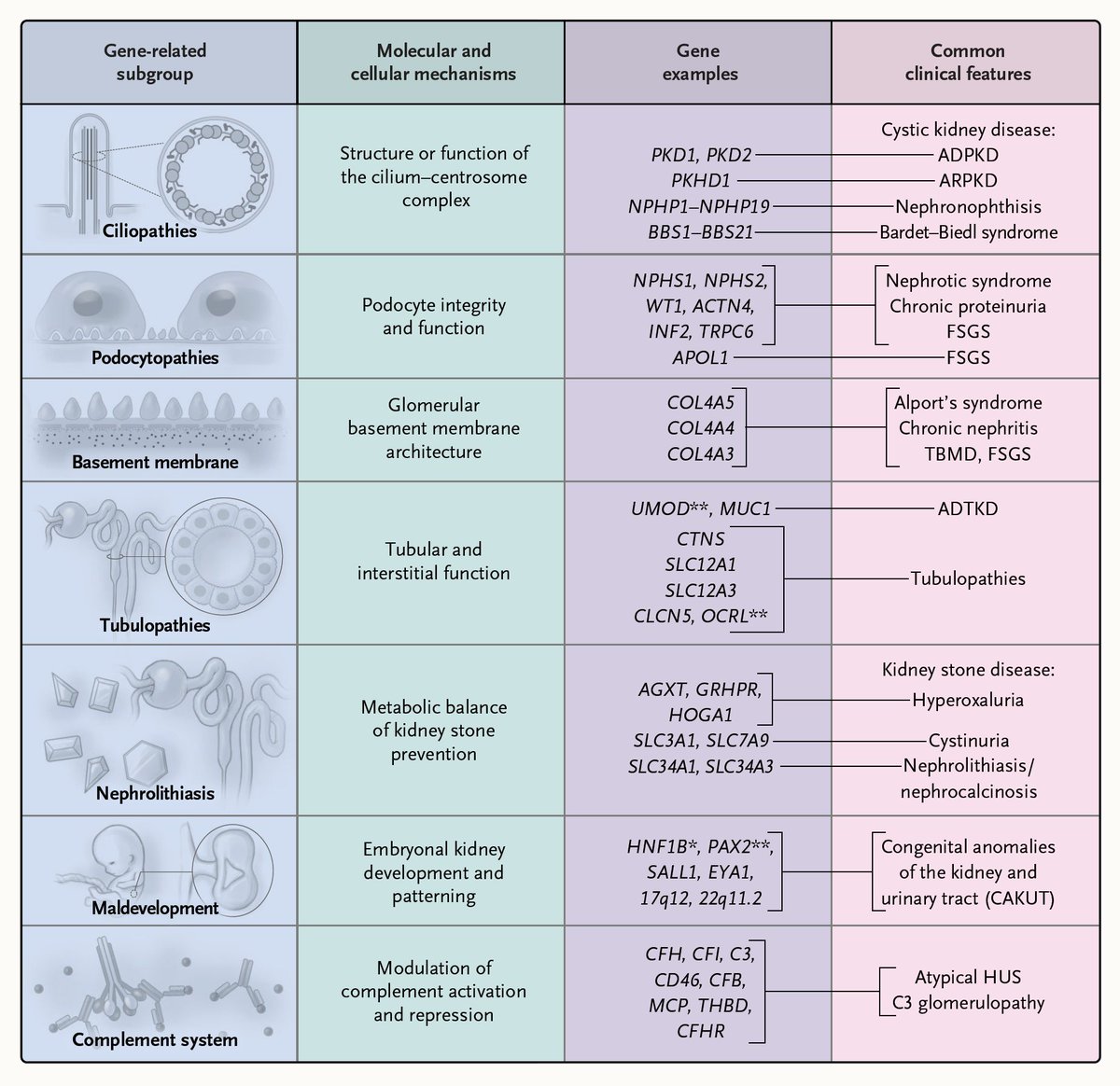 NEJM's tweet photo. Asaf Vivante, M.D., Ph.D., discusses the diagnosis and management of CKD of genetic origin in adults, focusing on single-gene variants that cause or confer a substantial risk of progressive CKD. Read the full review: https://t.co/MaFbrltMHa https://t.co/DJMNwWxpvP