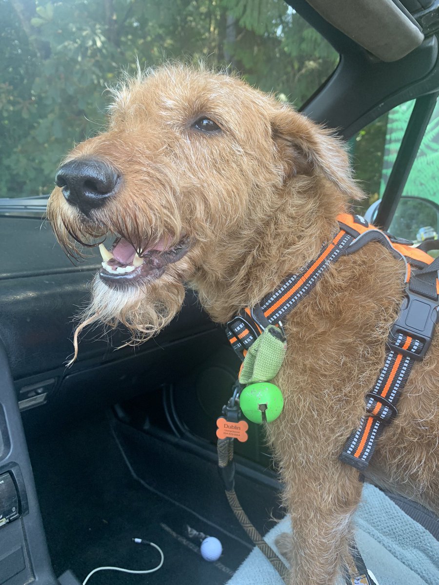 DublinIrishPup's tweet image. Let’s go Mum it’s time for #zomb patrol grab da 🚗🔑 cuz me is ready to #zoom wahoo dry don’t stand a chance #raaar