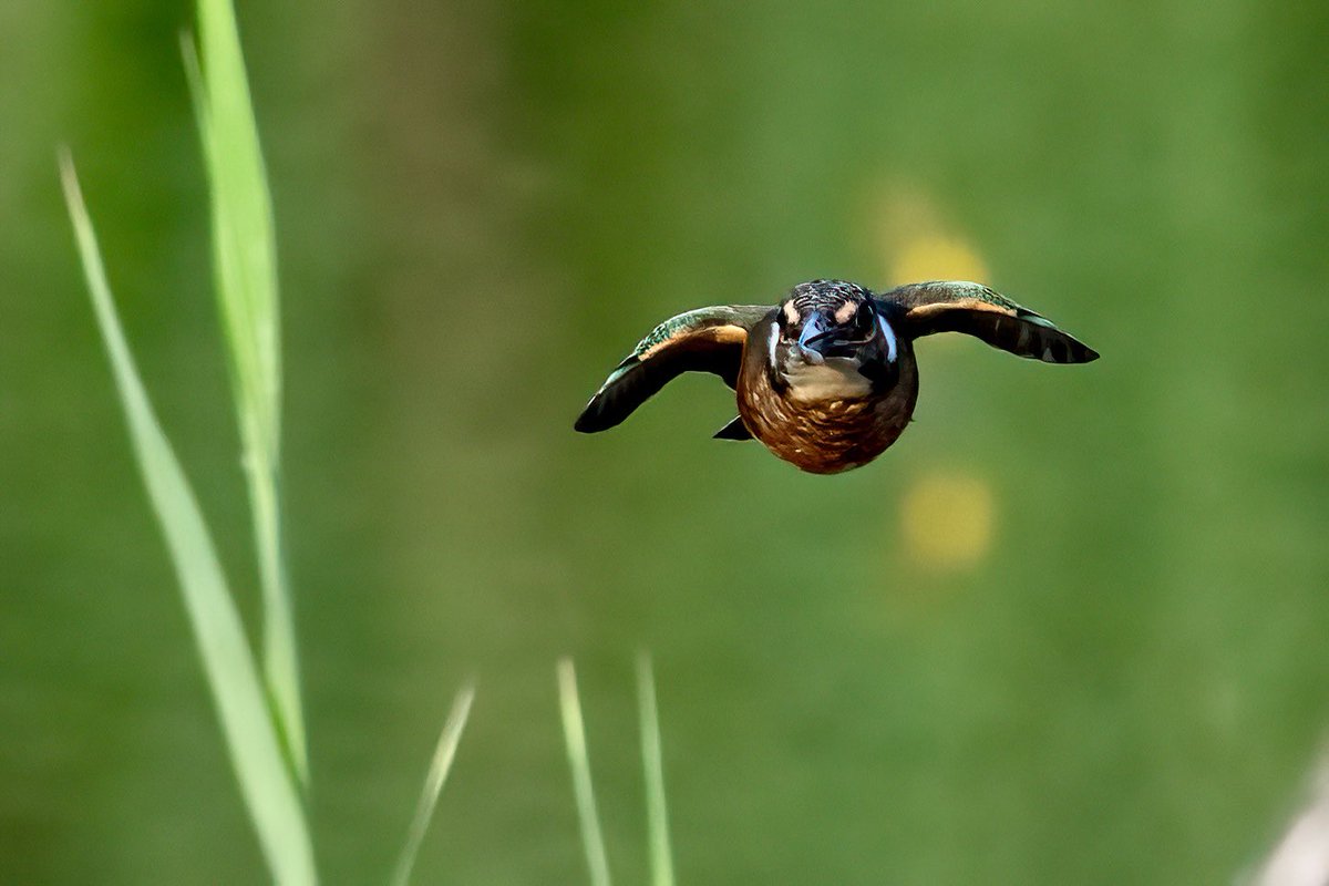SW_PhotoNature's tweet photo. Well, how’s about a different view of a Kingfisher…
#Kingfisher #faceon #headon #BBCWildlifePOTD #springwatch #Norfolk @Hawkandowluk @sculthorpemoor #birdphotography #wildlifephotography https://t.co/uANZVvGbZi
