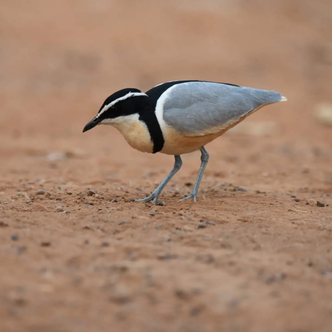My first #Egyptian plover these summer at Kaur Wetland these morning,These #plovers will be here from now till January second week,if #Egyptian plover is your wish bird contact gambiabirdtour,for more information visit gambiabirdtour.com #English birders.