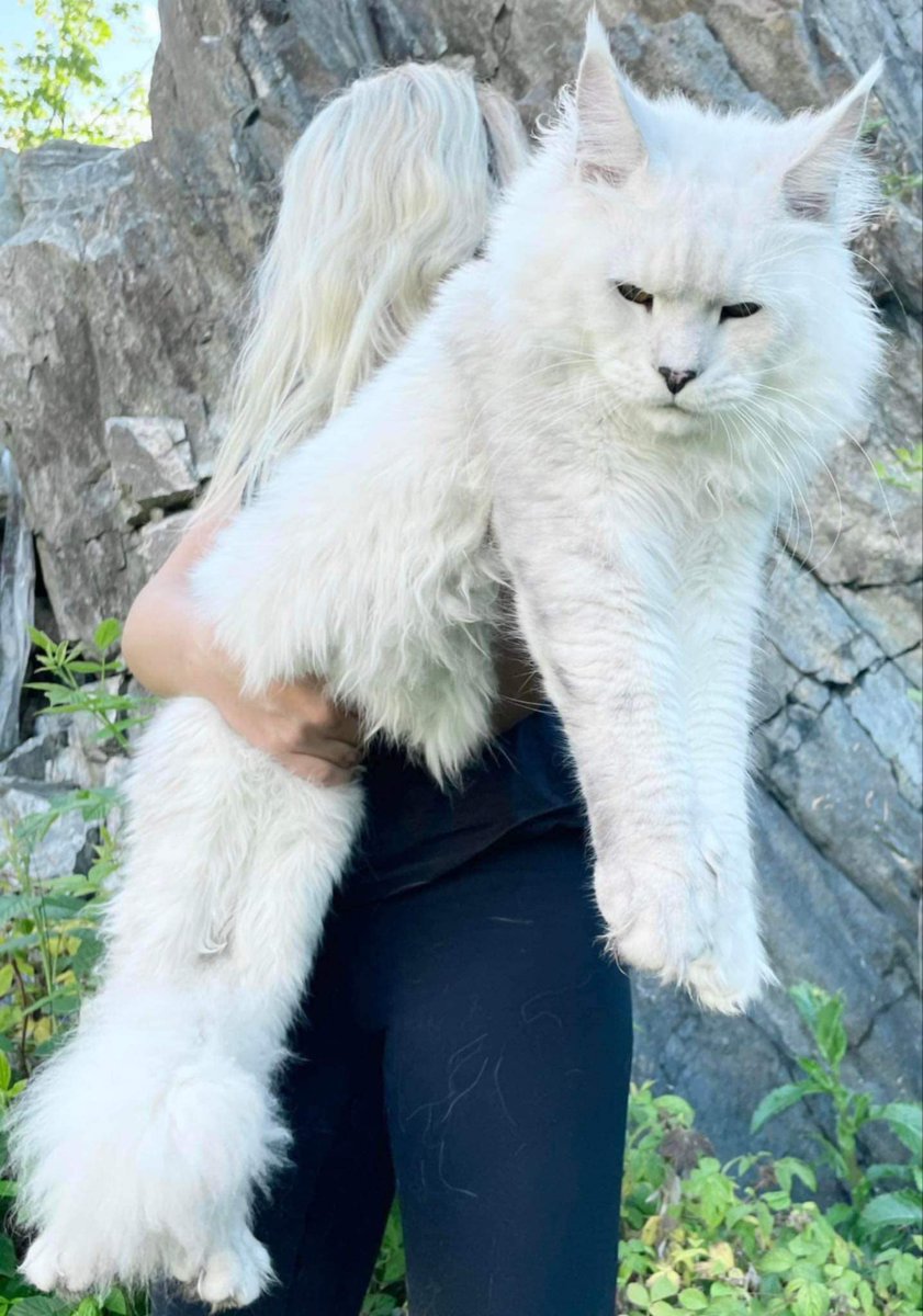 Large Floof tweet media