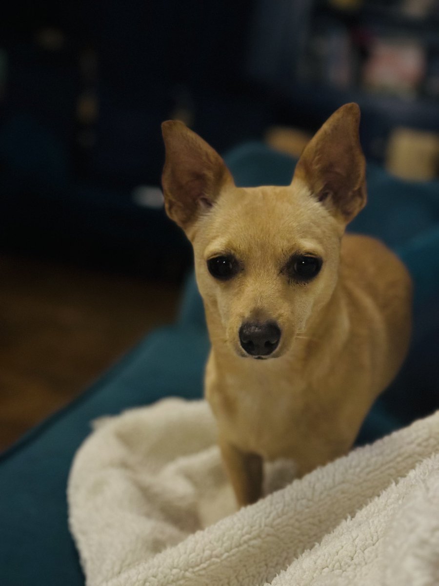 Richie Blue Cheese. Roccos alter ego. New York accent, barks his boys to get to work, sleeps with one eye open, likes calling you ‘Toots’ &amp; uh…still has a pretty confusing relationship with Red ( AKA Aslan the ginger cat ) 🐕🐈🗽🧀