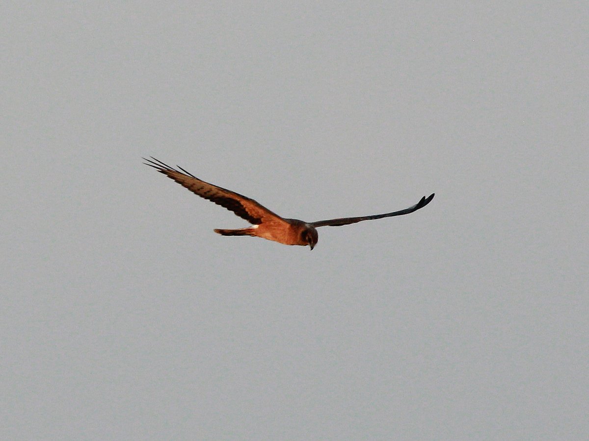 EugeneBirds's tweet photo. Now that I'm back home again here are the downloaded best pix of the Montagu's Harrier at Donges ringing station from Monday 12th. #acrola https://t.co/JTd9LXQkgN