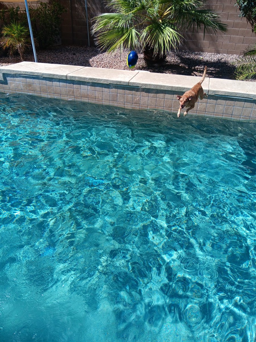 Come to Phoenix.  Your dogs will have 7 months of pool time.  It will never end.