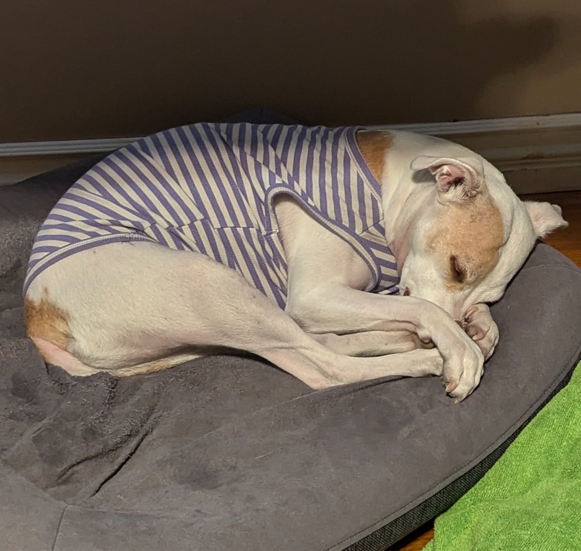 ItsProbablyOK's tweet image. Hide your nose or one of these wizards is gonna try to steal it. 
Oops, All Wizards on twitch.tv/itsprobablyok right now!