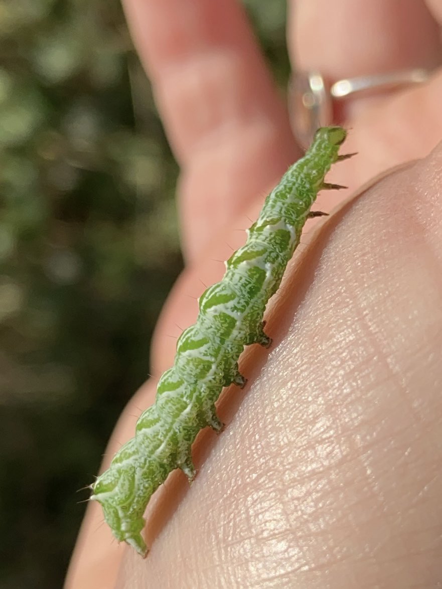 fenifur's tweet photo. Is this a double toothed prominent moth caterpillar?! They aren’t supposed to be here are they? Found him in the valency valley in Cornwall # caterpillar #mothid #entomologywednesday https://t.co/6ZUFvjiRRk