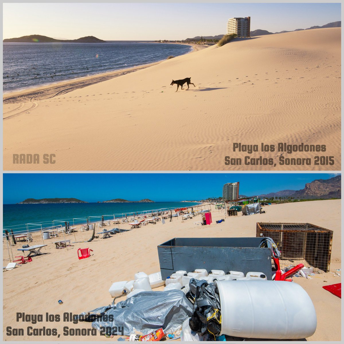 Que tristeza que San Carlos, Sonora se haya convertido en un pueblo más donde cada quien hace lo quiere, playas llenas de basura, drenaje que  llega directo al mar. La foto de arriba la tomé en el 2015 y la de abajo hoy Agosto 2024

Mejor ni vengan si van a dejar asi las playas.